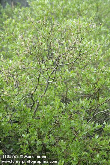 Booth's Willow (male)