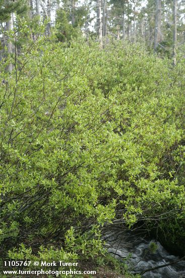 Booth's Willow (female fgnd, male bkgnd) at edge of Three Creek