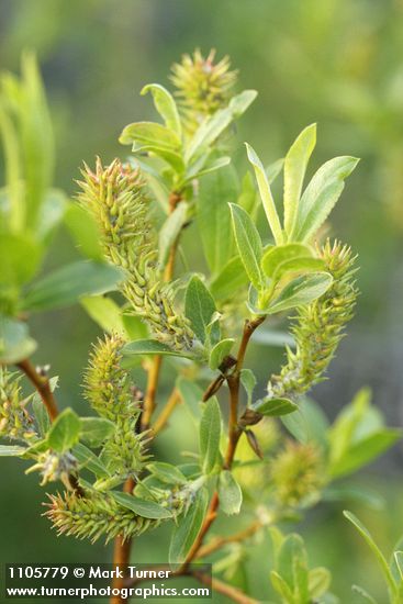 Booth's Willow foliage & mature female aments detail