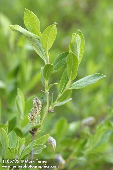Booth's Willow foliage & male aments detail w/ mosquito