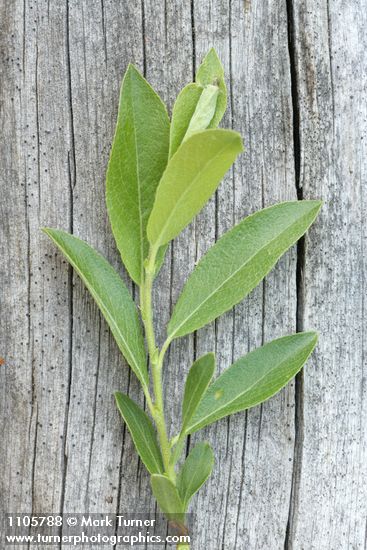 Booth's Willow foliage detail