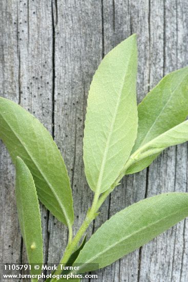 Booth's Willow foliage underside detail