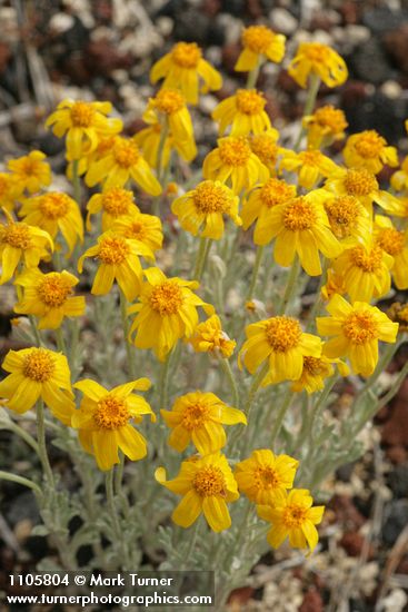 Oregon Sunshine blossoms