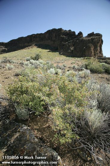Wax Currant w/ fruit, Fort Rock bkgnd