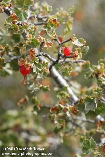Wax Currant fruit & foliage detail