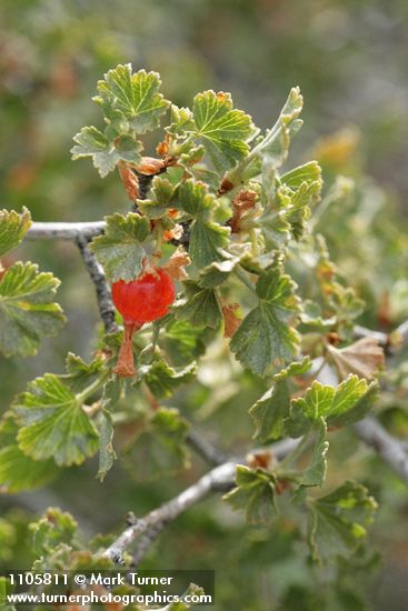 Wax Currant fruit & foliage detail