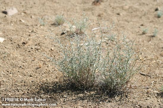Thorn Skeletonweed