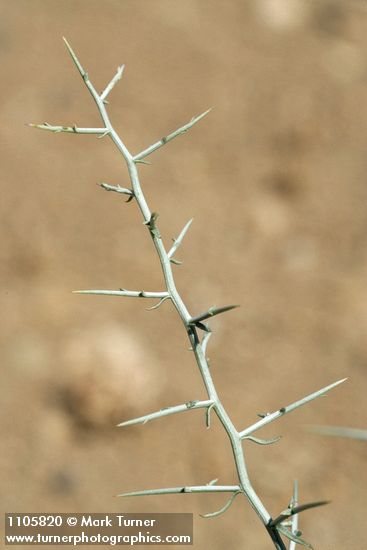 Thorn Skeletonweed stem & thorns detail