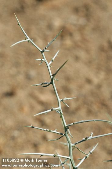 Thorn Skeletonweed stem & thorns detail