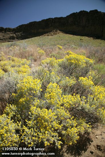 Spineless Horsebrush