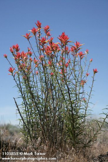 Linear-leafed Paintbrush against blue sky