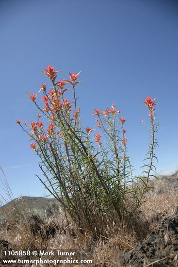 Linear-leafed Paintbrush against blue sky
