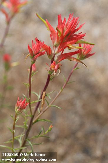 Linear-leafed Paintbrush bracts, blossoms, & foliage
