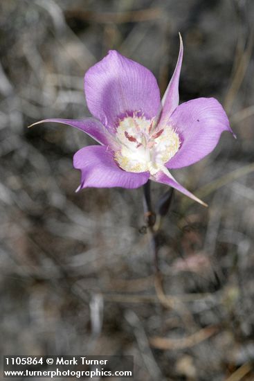Green-banded Mariposa-lily