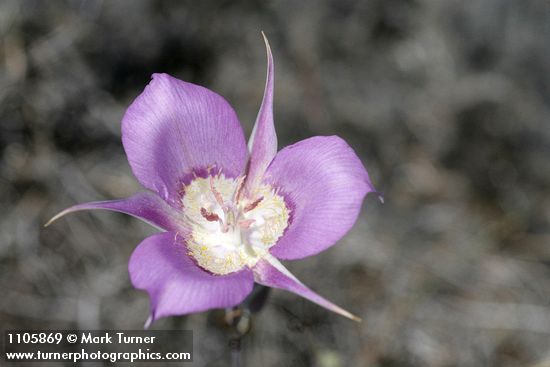 Green-banded Mariposa-lily blossom