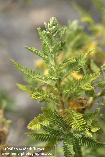 Desert Sweet foliage detail