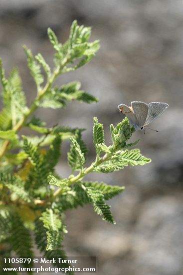 Desert Sweet foliage w/ butterfly