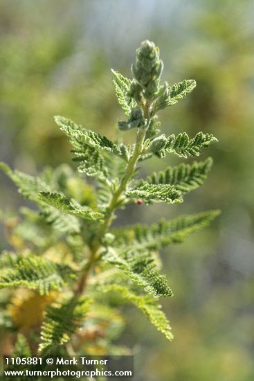 Desert Sweet foliage detail