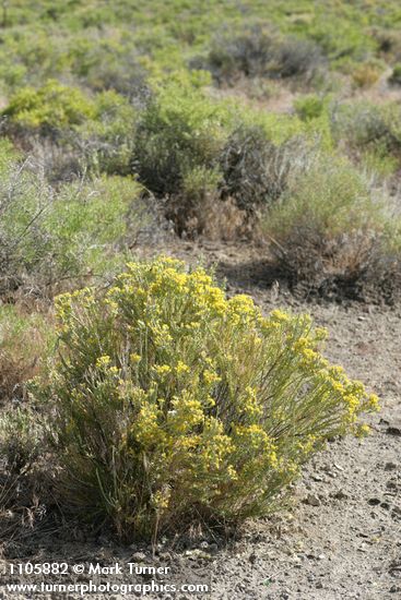 Littleleaf Horsebrush