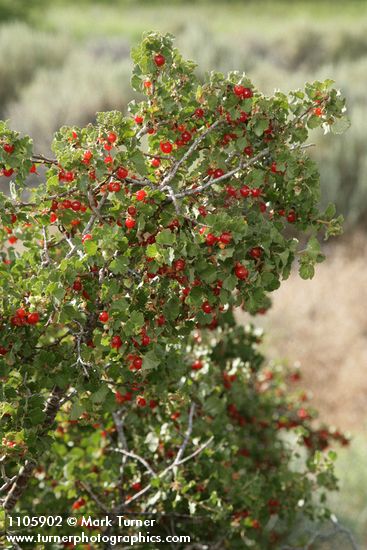 Wax Currant fruit & foliage