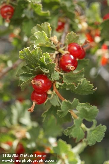 Wax Currant fruit & foliage detail
