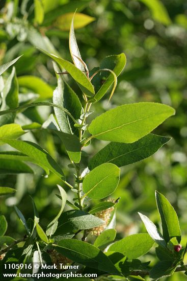 Yellow Willow foliage detail