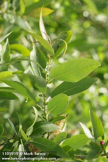 Yellow Willow foliage detail