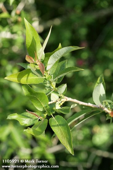 Yellow Willow foliage