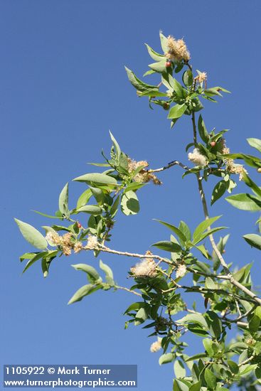 Yellow Willow foliage & mature female aments against blue sky