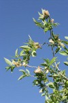 Yellow Willow foliage & mature female aments against blue sky
