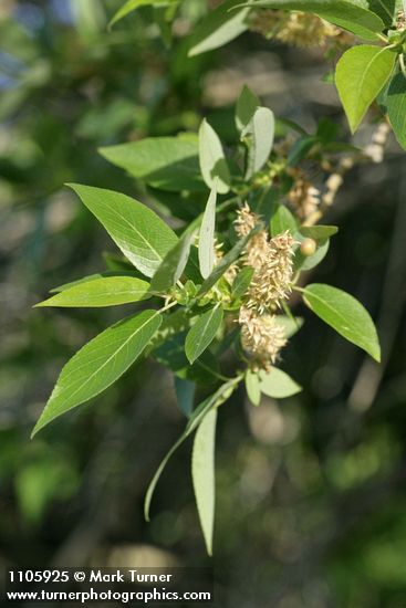 Yellow Willow foliage & mature female aments