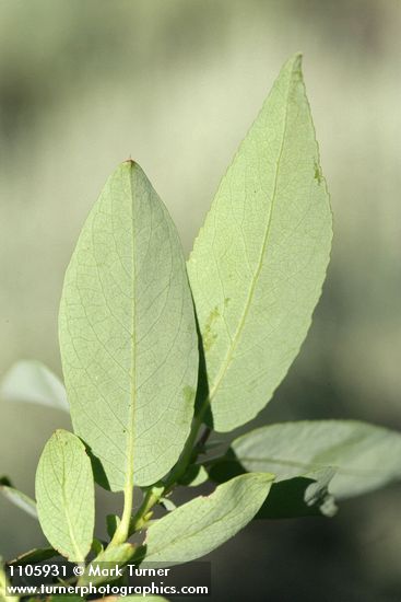 Yellow Willow foliage reverse detail