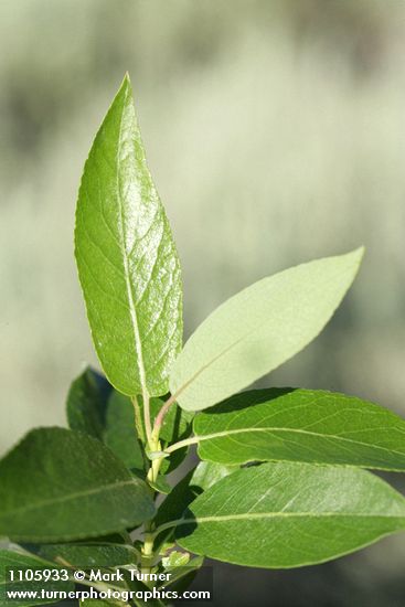 Yellow Willow foliage detail