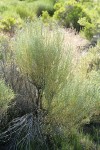 Gray Rabbitbrush, in bud