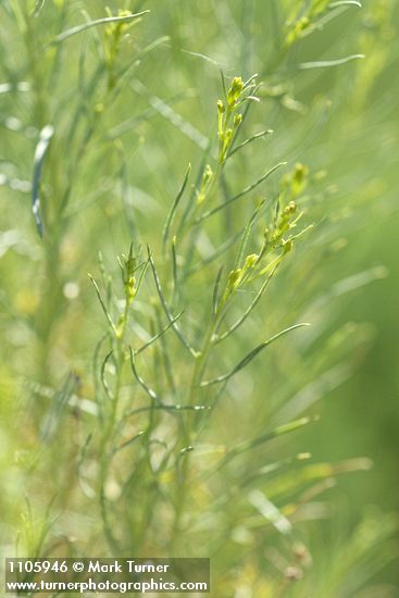 Gray Rabbitbrush foliage & flower buds detail