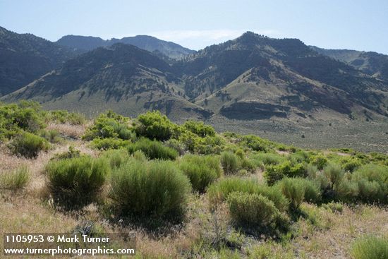Gray Rabbitbrush in bud w/ Warner Mtns bkgnd
