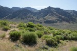 Gray Rabbitbrush in bud w/ Warner Mtns bkgnd