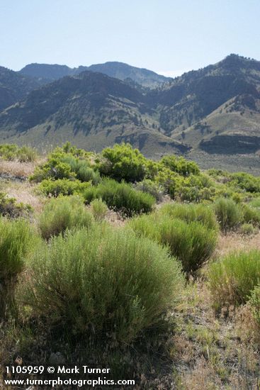 Gray Rabbitbrush in bud w/ Warner Mtns bkgnd