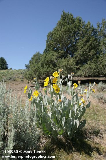 Woolly Mule's Ears w/ Juniper bkgnd