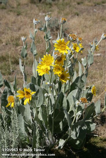 Woolly Mule's Ears
