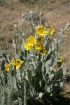 Woolly Mule's Ears
