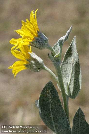 Woolly Mule's Ears blossoms & foliage, side view