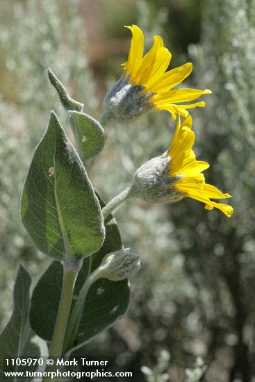 Woolly Mule's Ears blossoms & foliage, side view