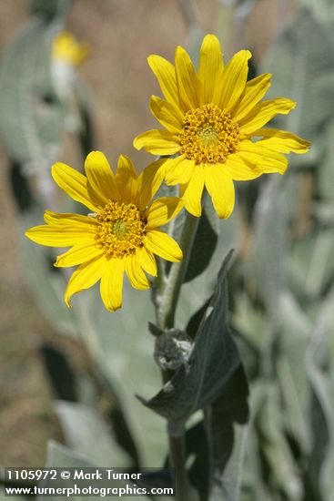 Woolly Mule's Ears blossoms