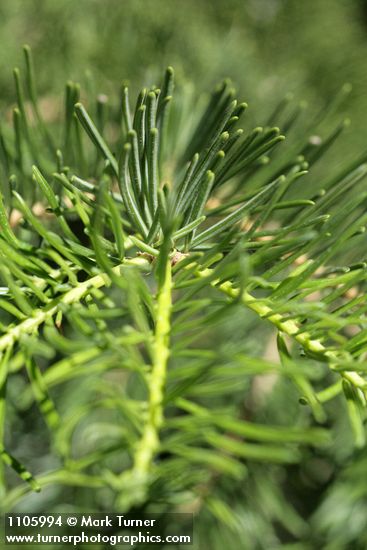 White Fir foliage detail