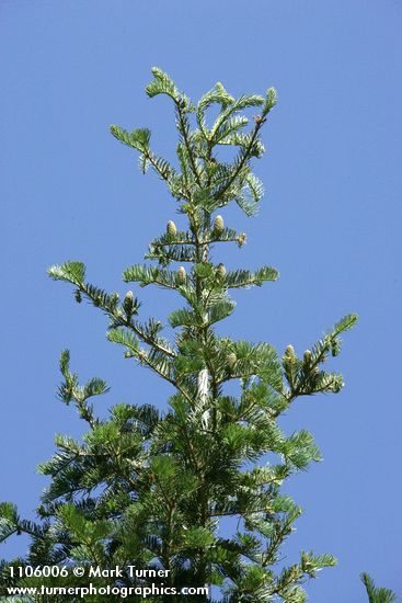 White Fir cones on upper branches