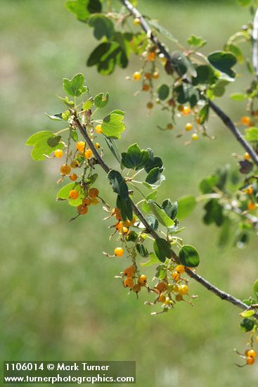 Golden Currant fruit & foliage