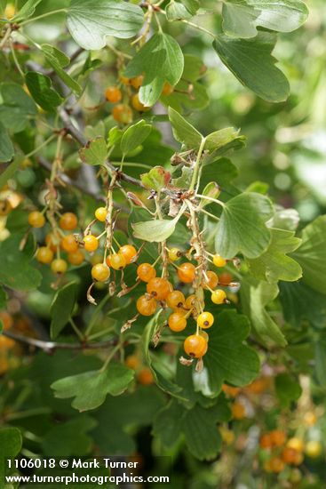 Golden Currant fruit & foliage