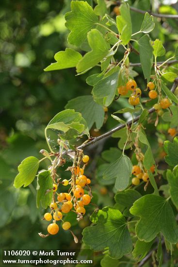 Golden Currant fruit & foliage