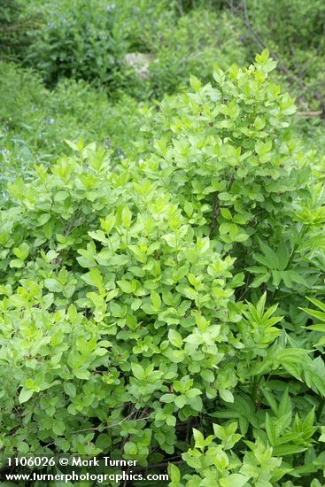 Purple-flowered Honeysuckle